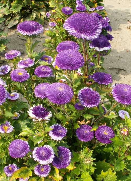Sommaraster - Liliput Pompon Blue Moon