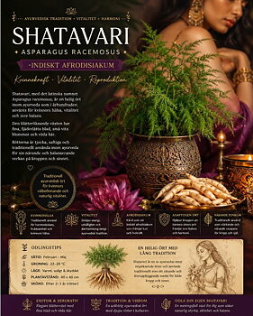 ‘Shatavari’ -  Traditionell ayurvedisk ört med elegant växtsätt och lång kulturhistoria