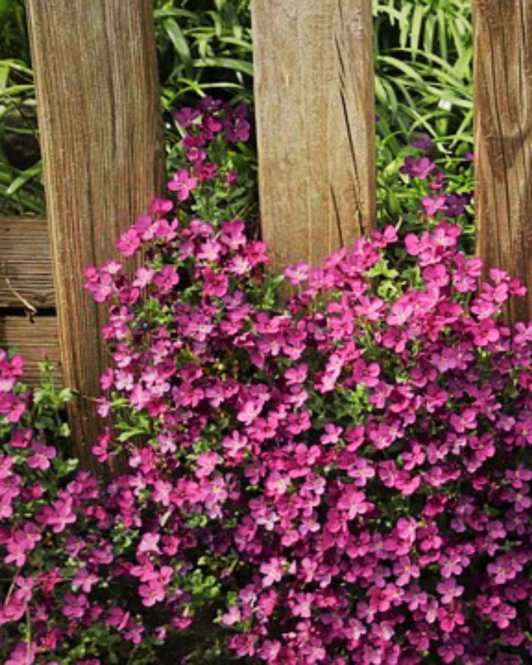 Aubrietia - Royal Red