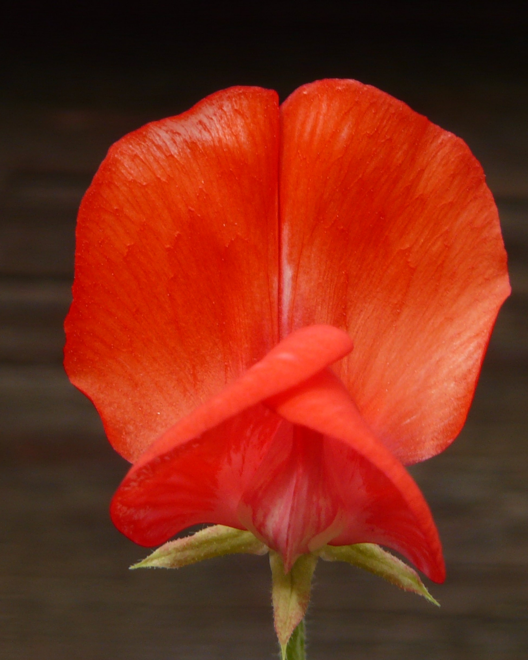 Rosenvial - Pink