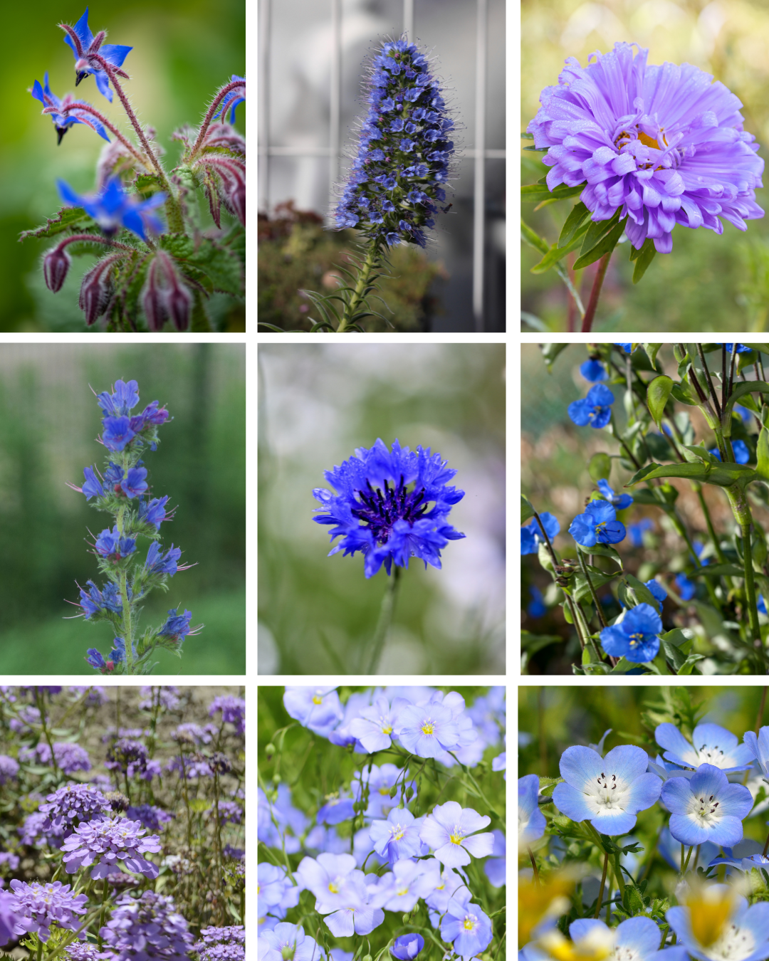 Blomstermix - Flower Dream Blue