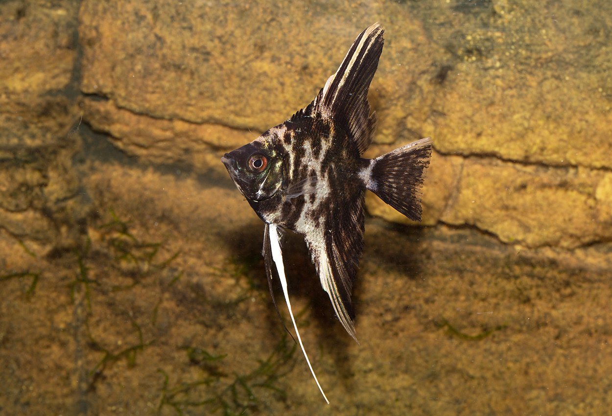 Scalare Marmor (Pterophyllum scalare)