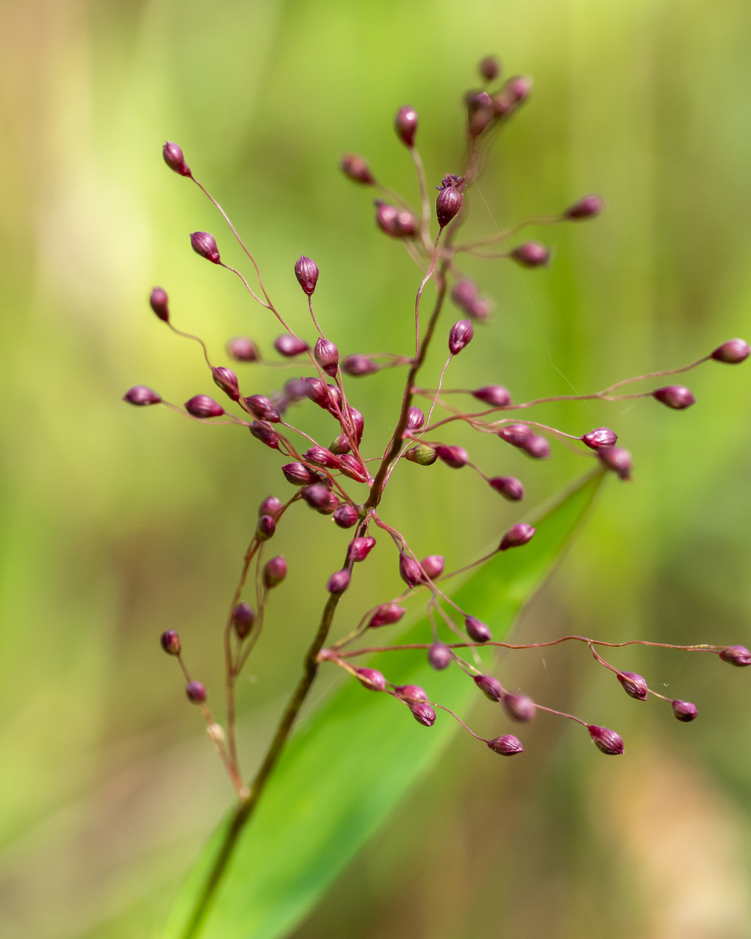 Ekologisk Bärnstensvippa - Snittblomsodling - 3