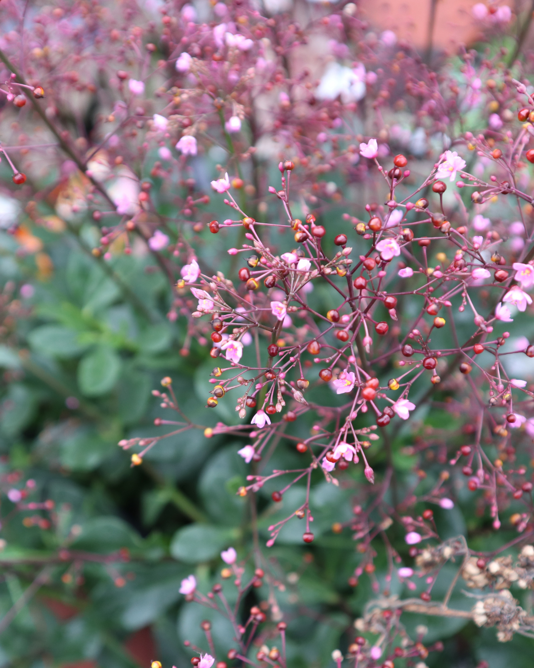 Ekologisk Bärnstensvippa - Snittblomsodling