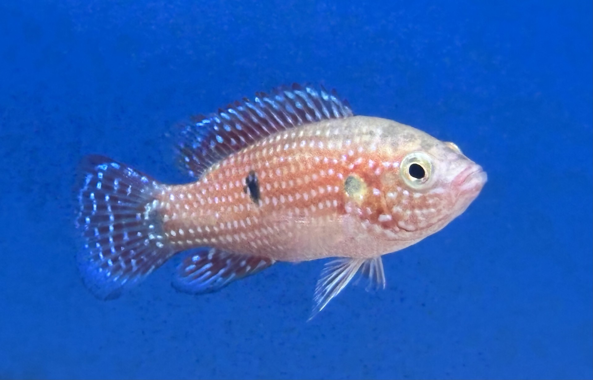 Röd juvelciklid 4-6 cm (Rubricatochromis lifalili)