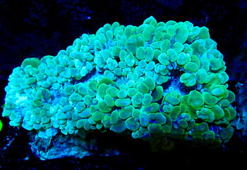 Plerogyra sinuosa