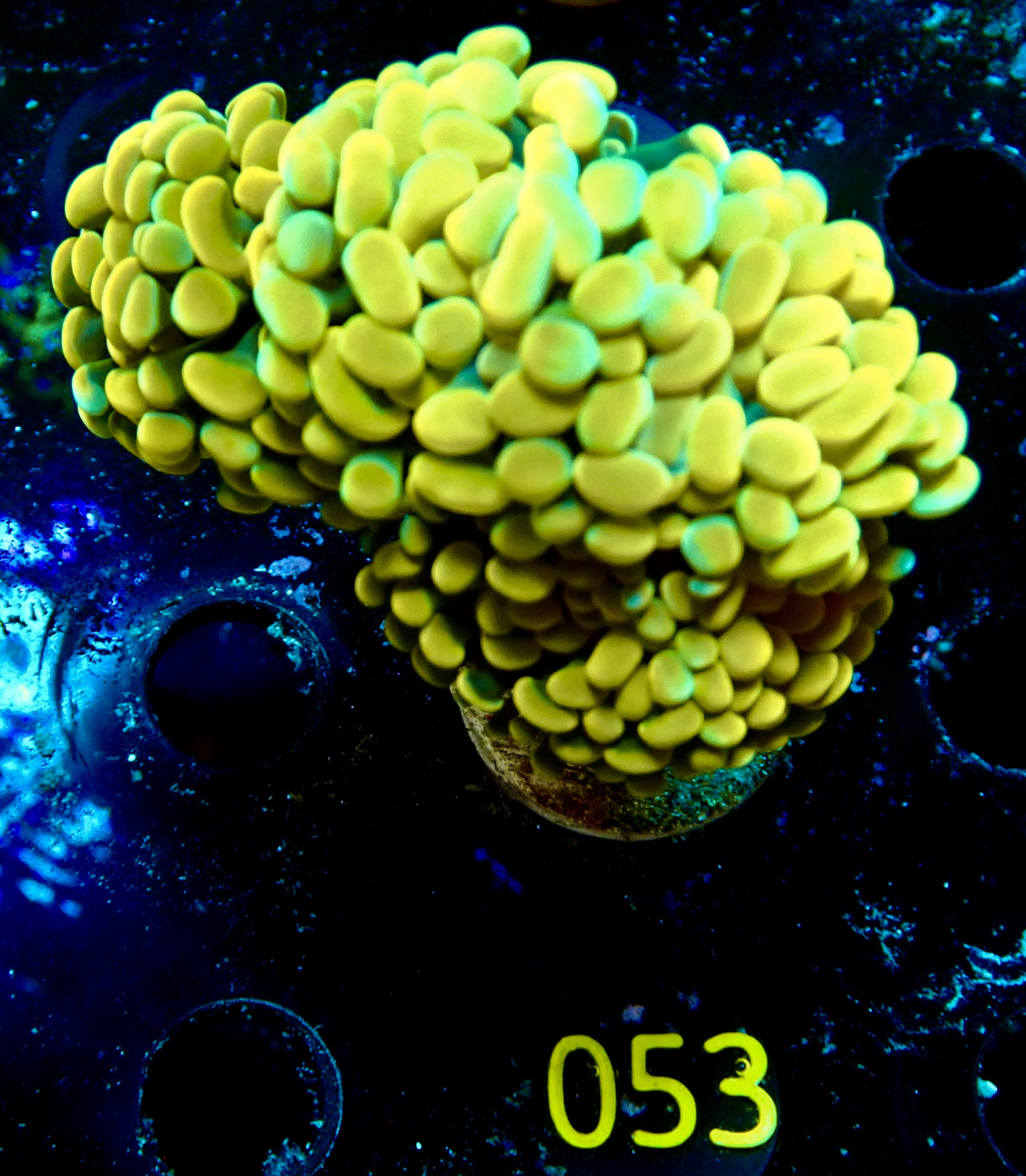 Euphyllia paraancora golden