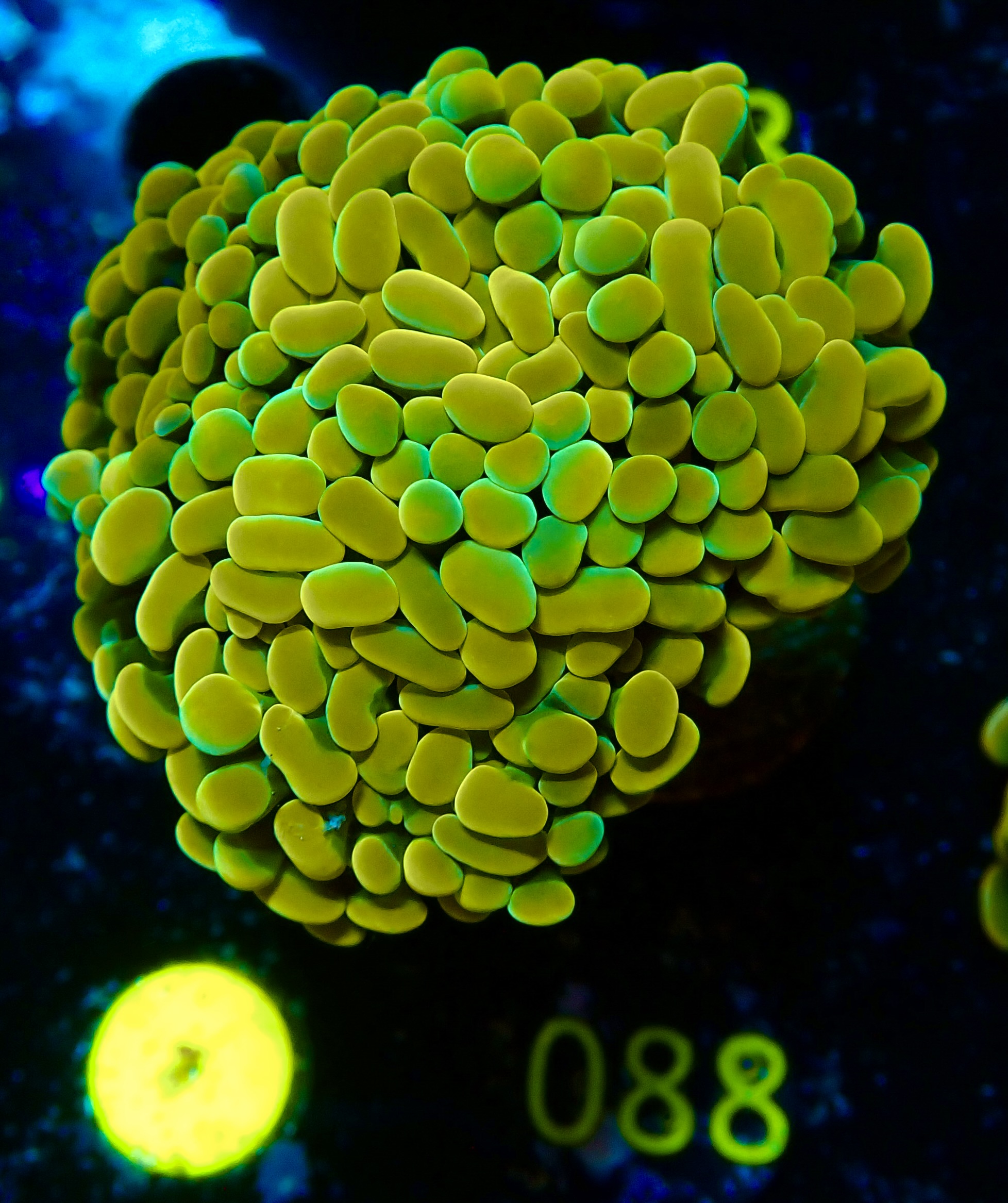 Euphyllia paraancora golden