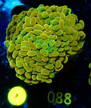 Euphyllia paraancora golden