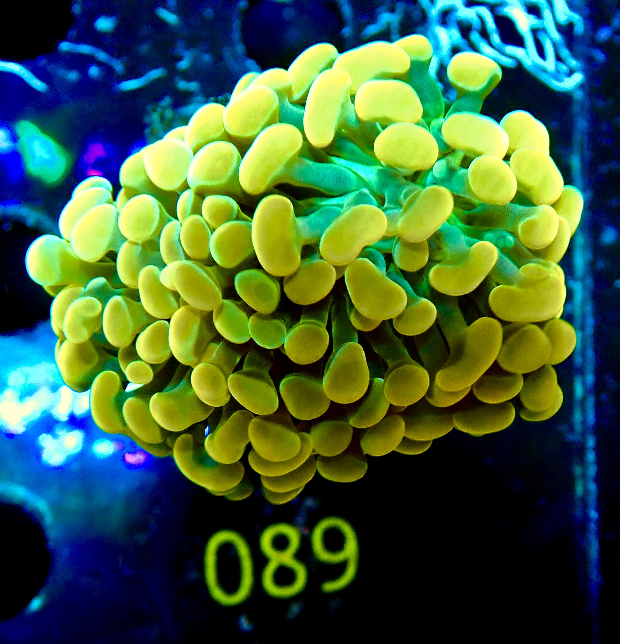 Euphyllia paraancora golden
