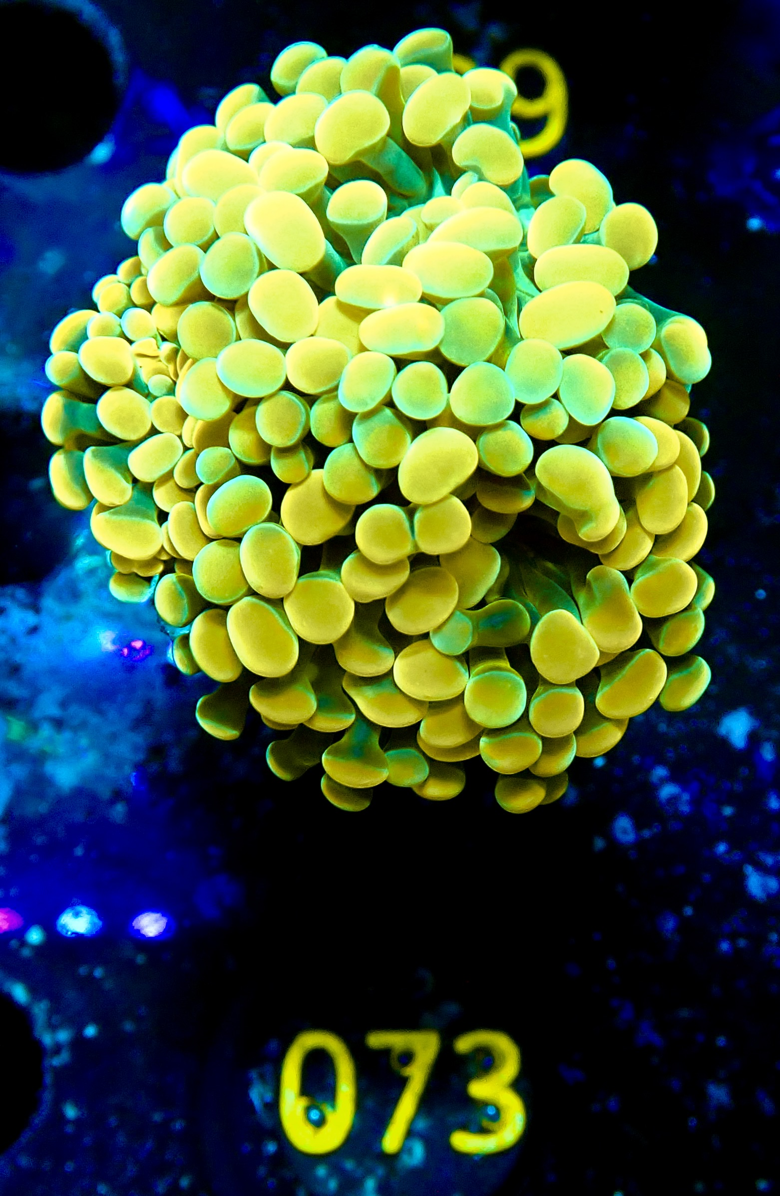 Euphyllia paraancora golden