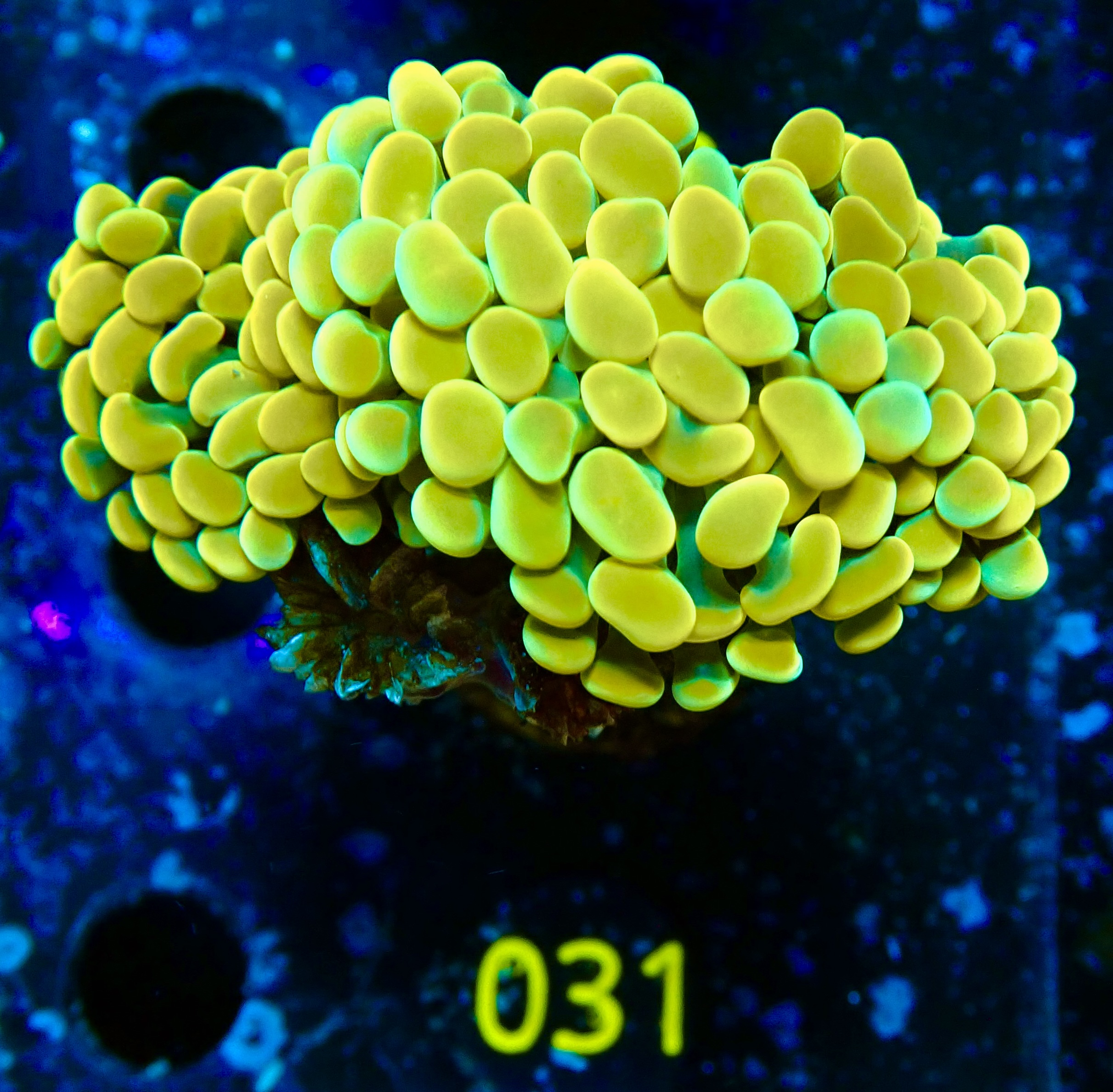 Euphyllia paraancora golden