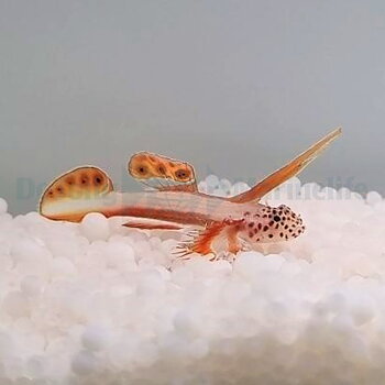 Discordipinna griessingeri (reef safe)