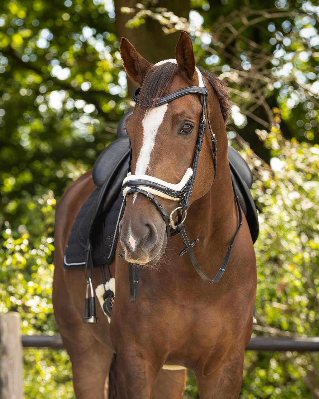 QHP anatomical bridle Ontario Extra Sensitive' (incl. reins), black - 8