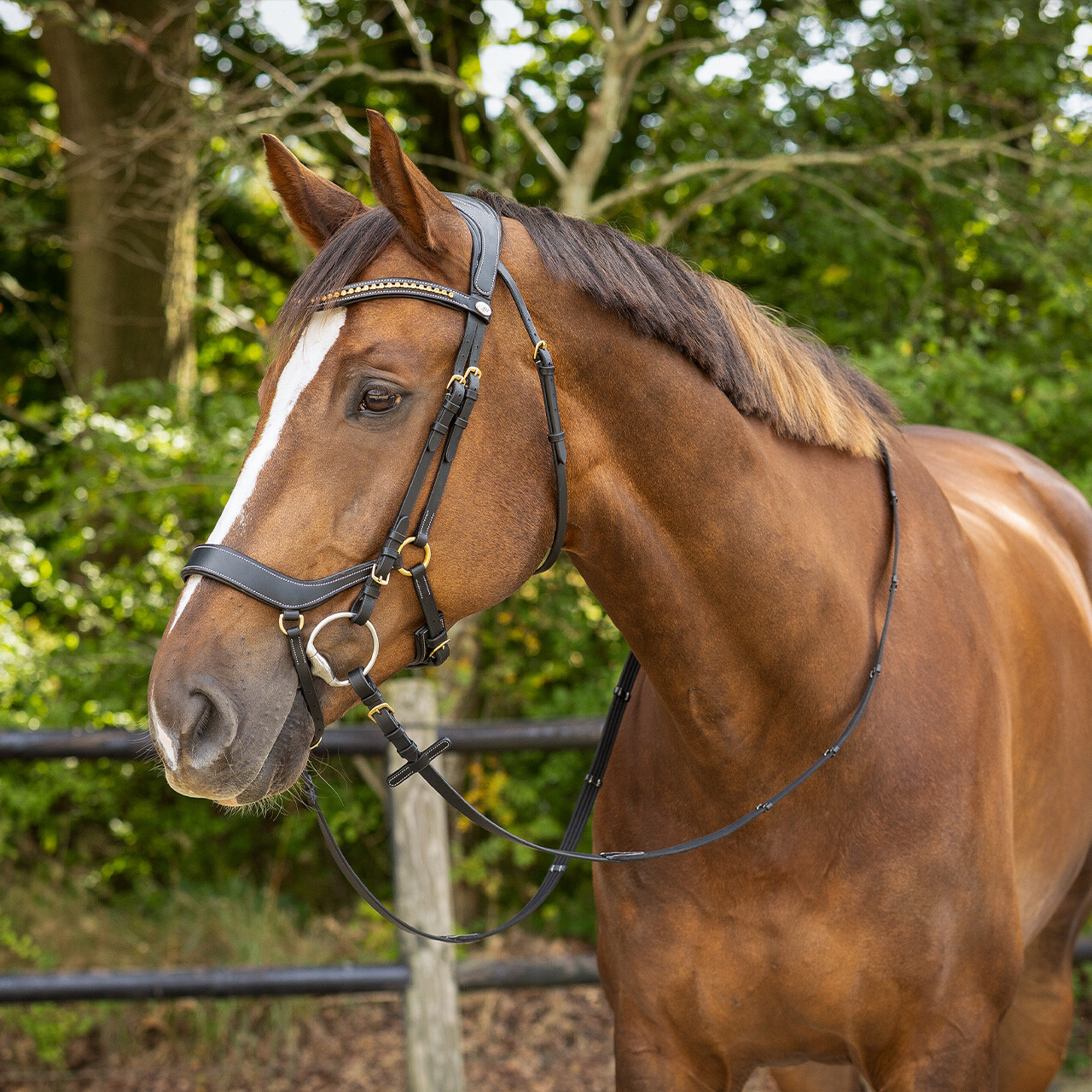 QHP anatomical bridle Devi Extra Sensitive' (incl. reins), black - 3