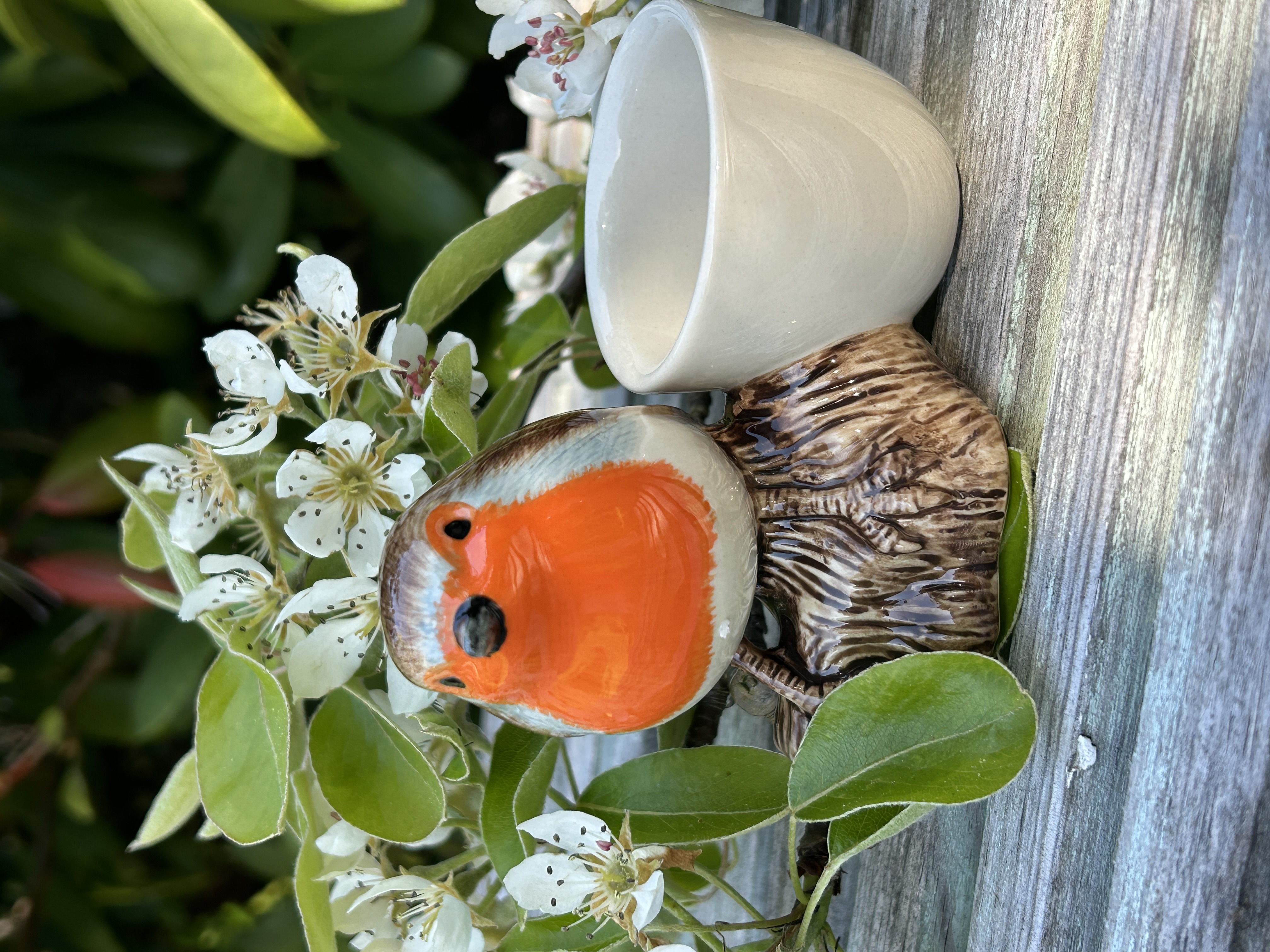 Rödhake med äggkopp