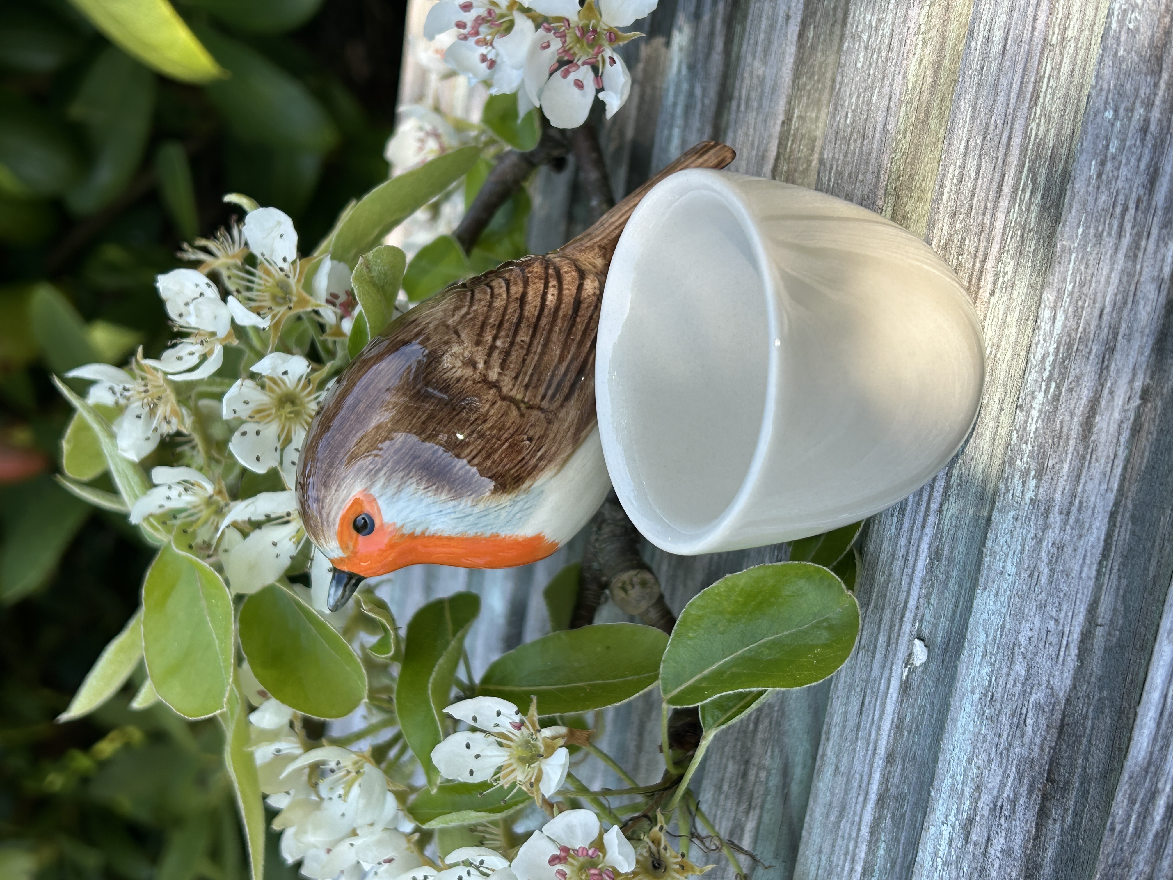 Rödhake med äggkopp - 2