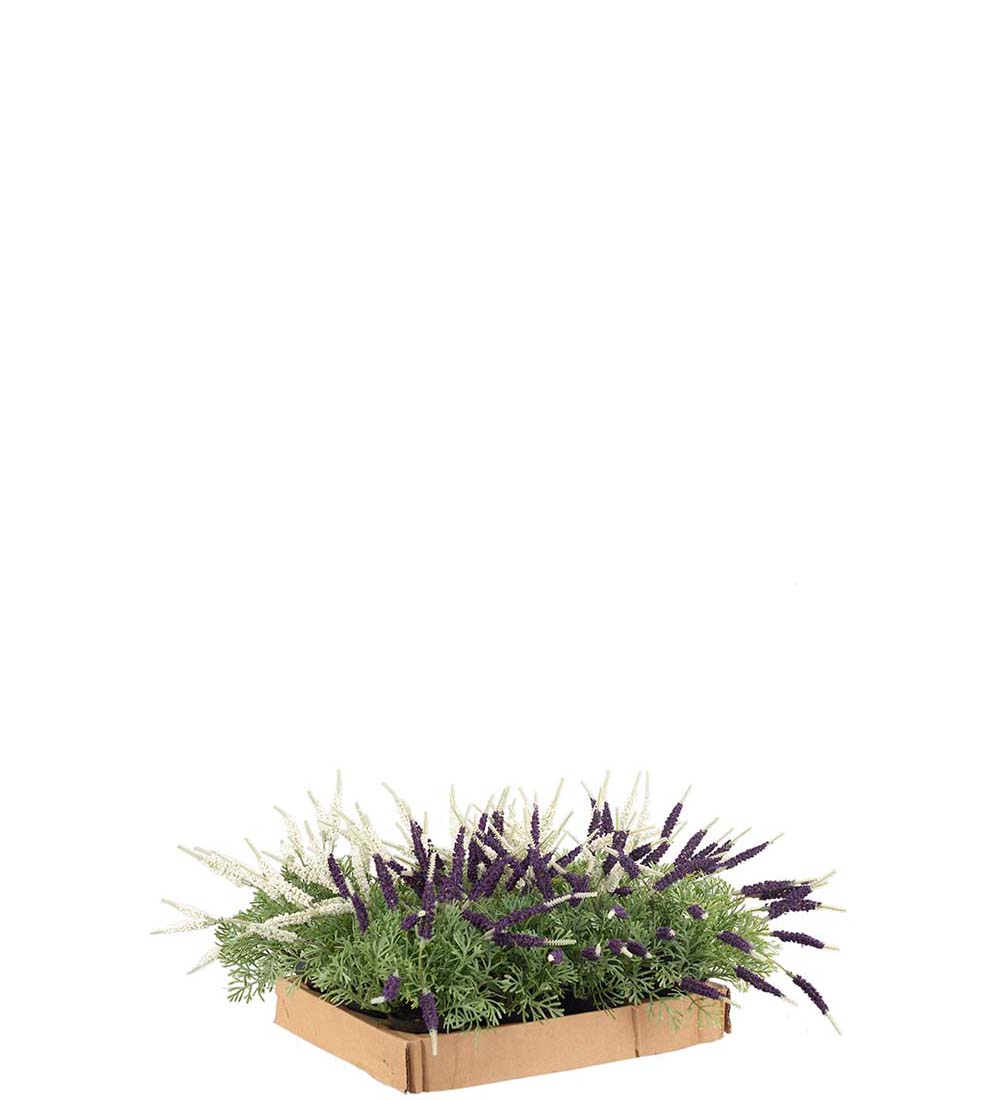 Minilavendel i kruka två färger 20 cm - 4