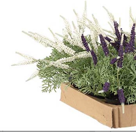 Minilavendel i kruka två färger 20 cm - 2