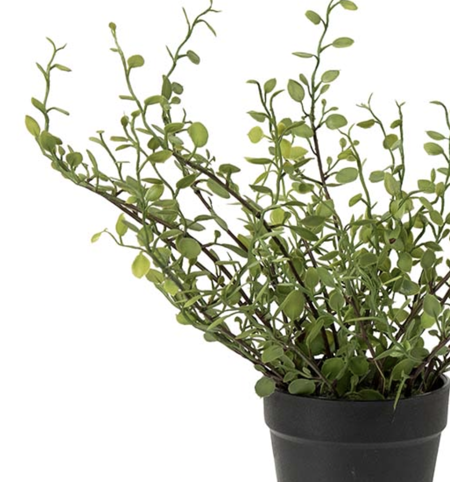 Plättar i luften (Muehlenbeckia) i plastkruka, konstgjord, 25 cm - 2