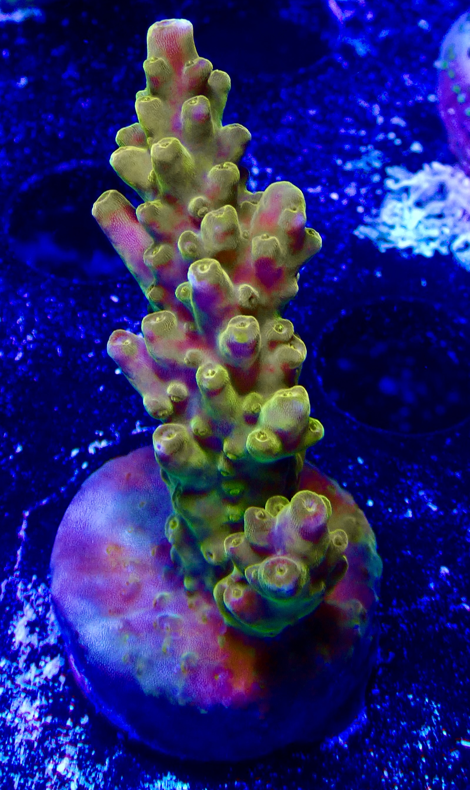 Acropora spp. OOL Golden Jawdropper