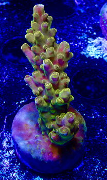 Acropora spp. OOL Golden Jawdropper