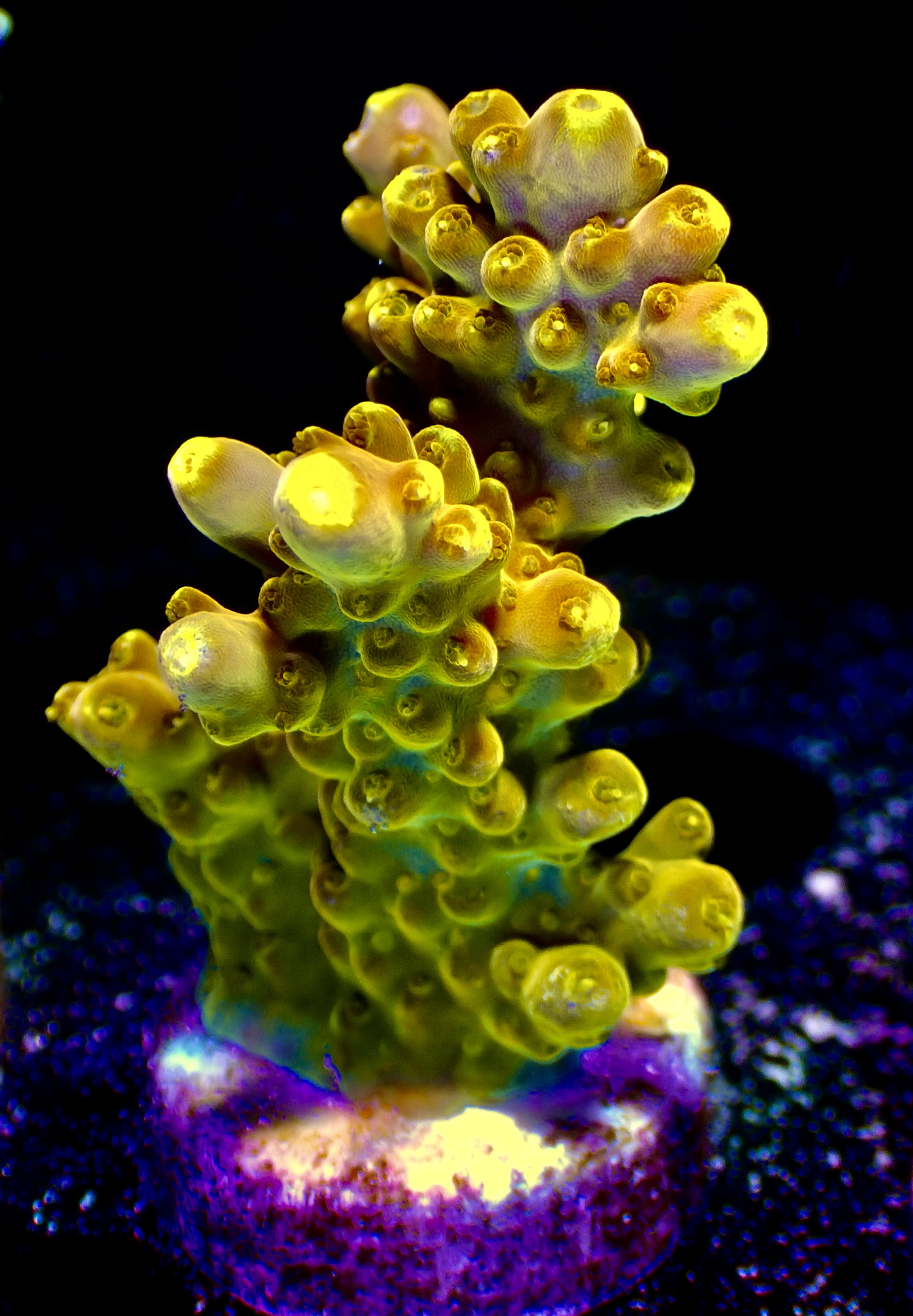 Acropora spp. OOL Golden Jawdropper