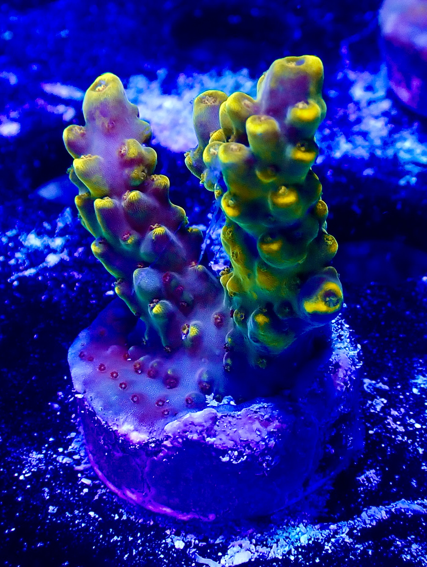 Acropora spp. OOL Golden Jawdropper