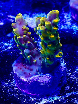 Acropora spp. OOL Golden Jawdropper