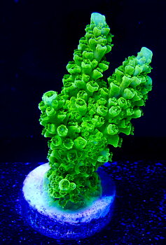 Acropora spp. OOL Kryptonite