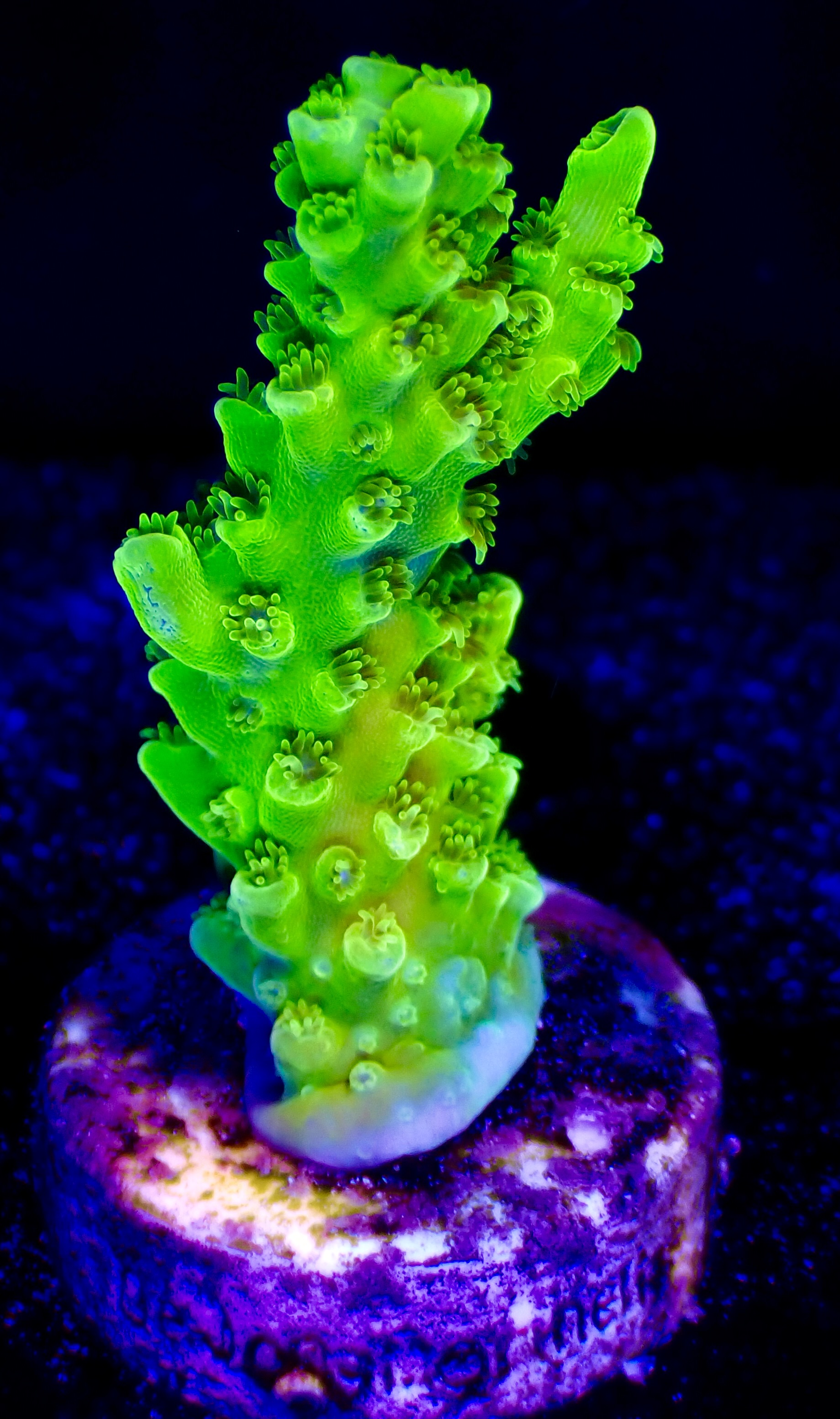 Acropora spp. OOL Kryptonite