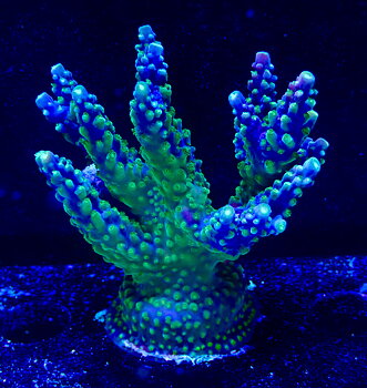 Acropora spp. OOL Blue Lagoon