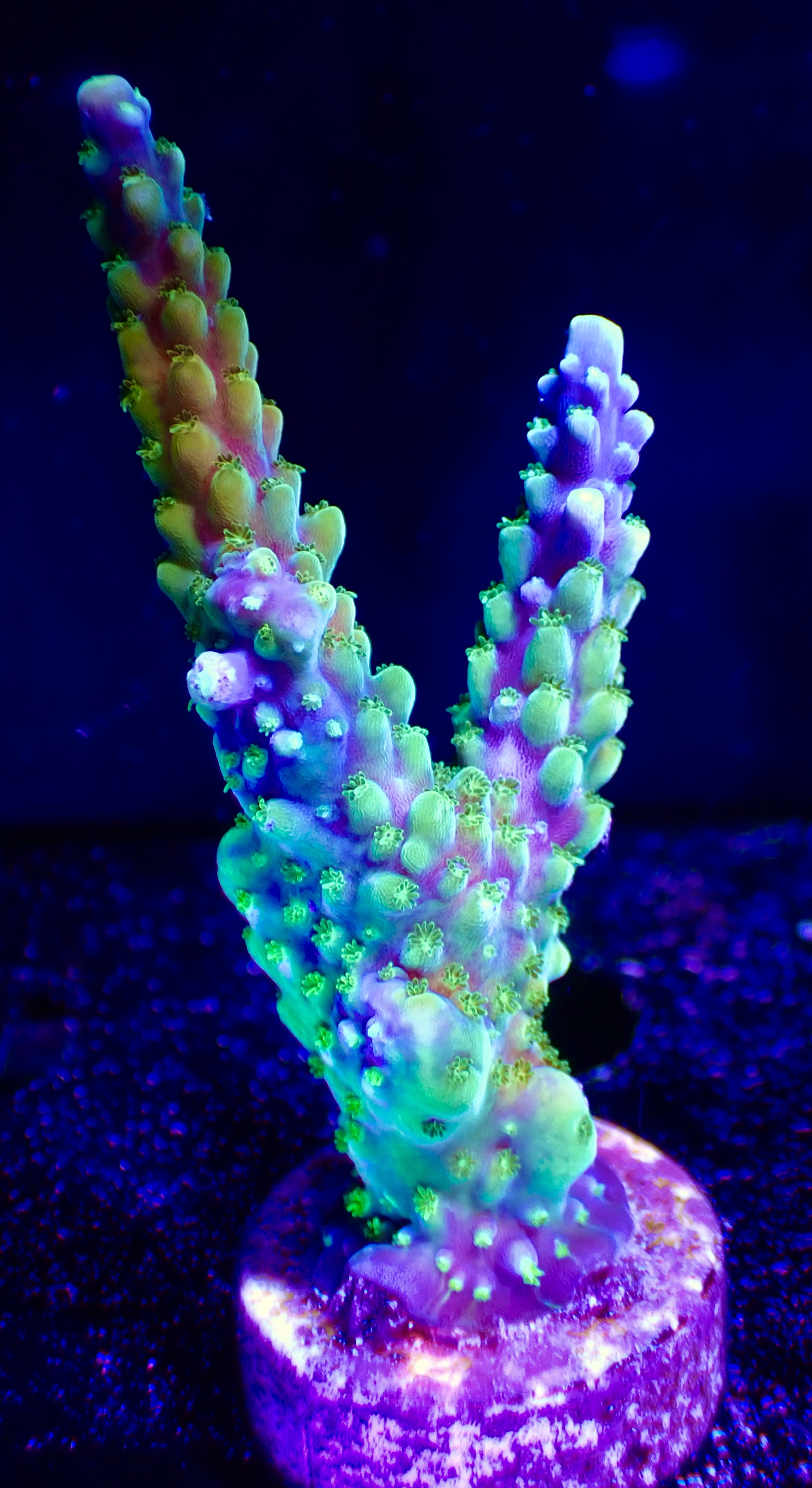 Acropora spp. OOL Blue Lagoon