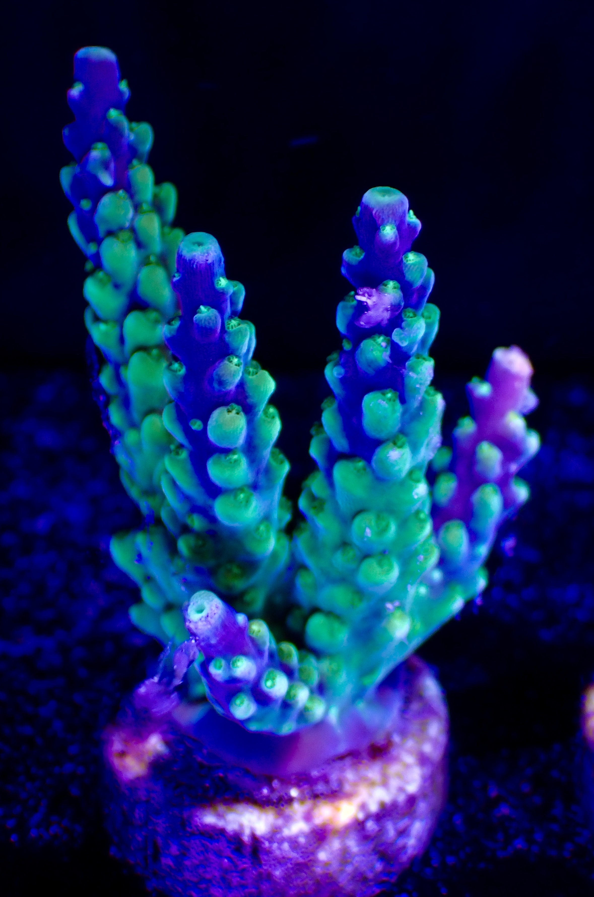 Acropora spp. OOL Blue Lagoon