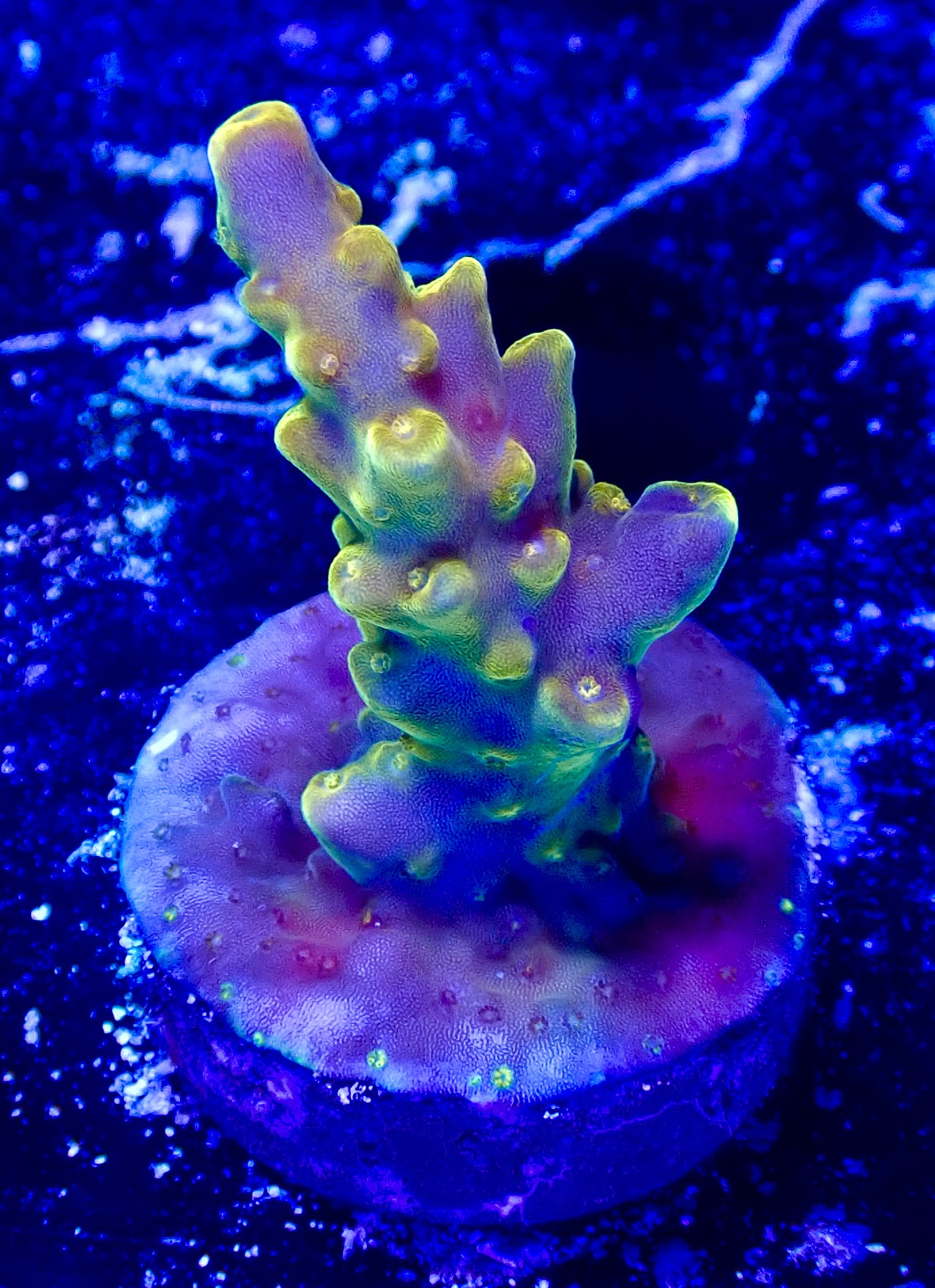 Acropora spp. OOL Golden Jawdropper