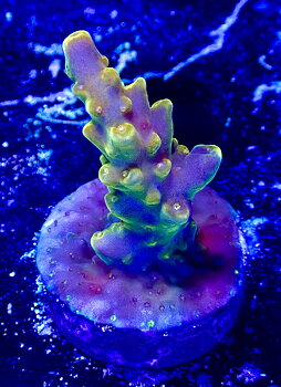 Acropora spp. OOL Golden Jawdropper