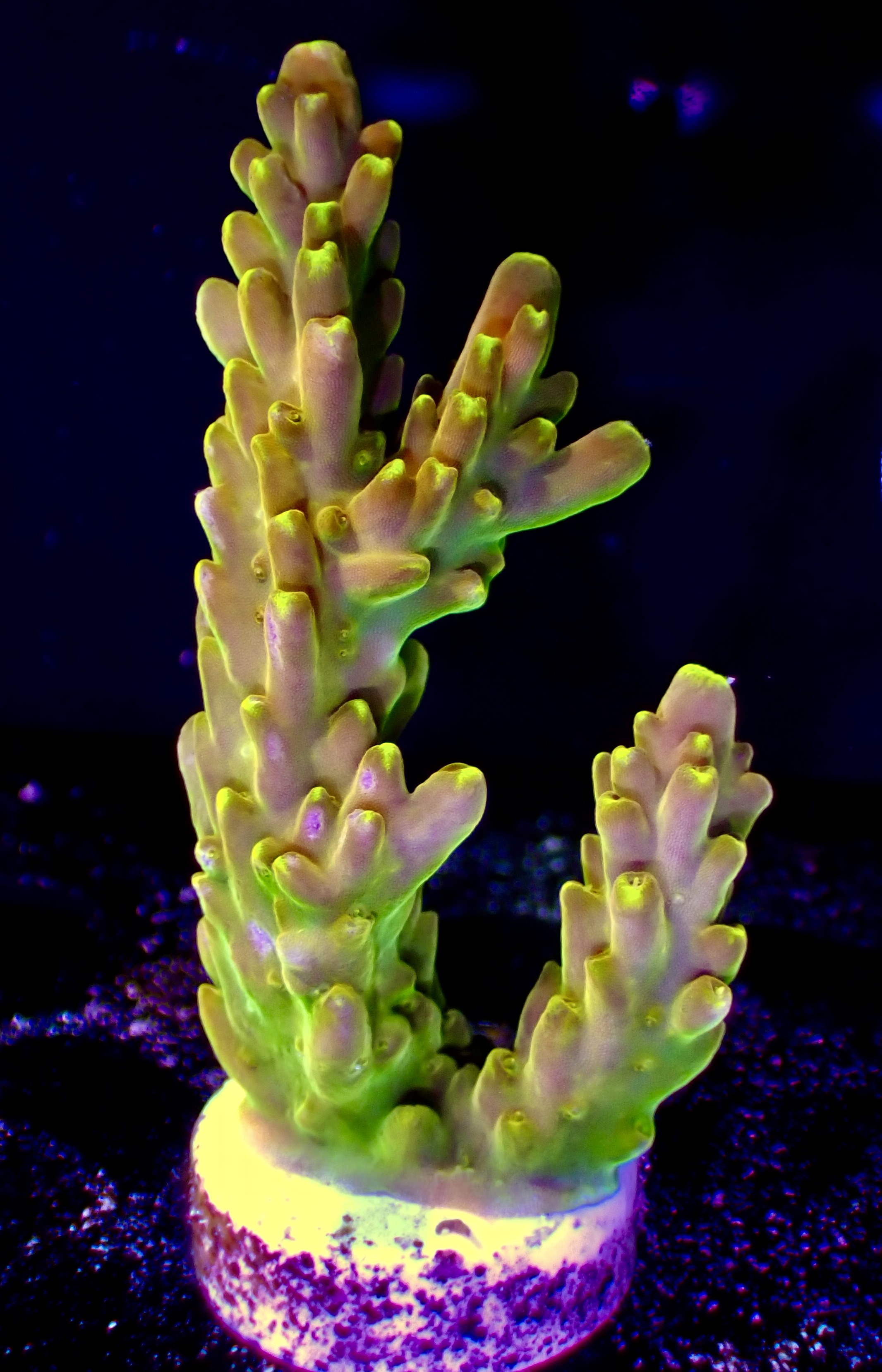 Acropora spp. OOL Golden Jawdropper