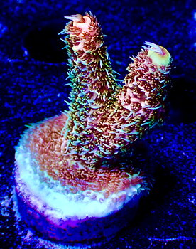 Acropora Millepora OOL Cherry Ghost
