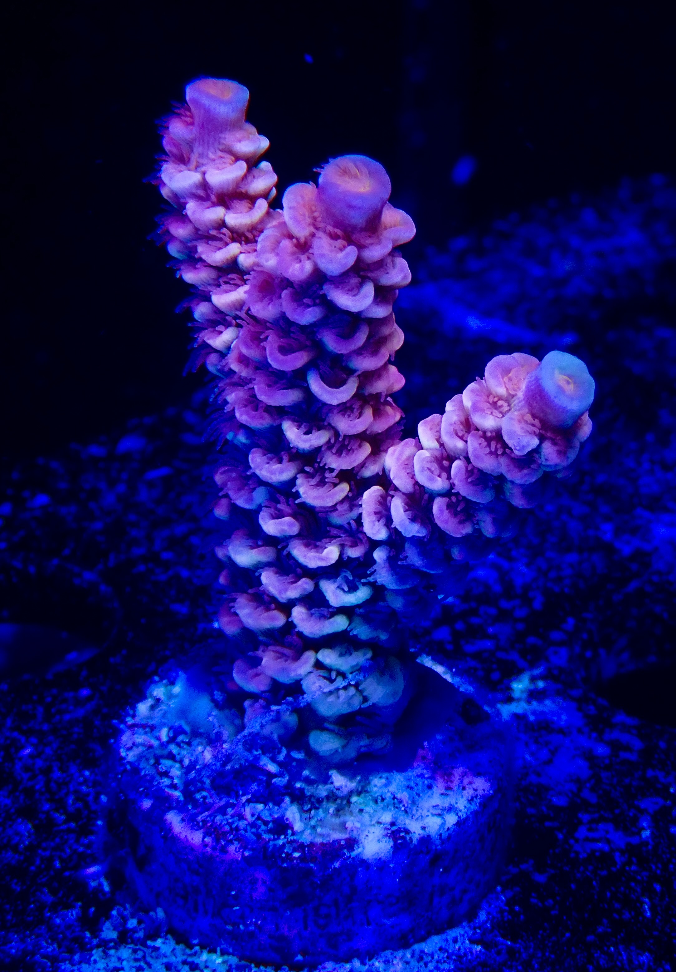 Acropora spp. OOL Flaming Horizon