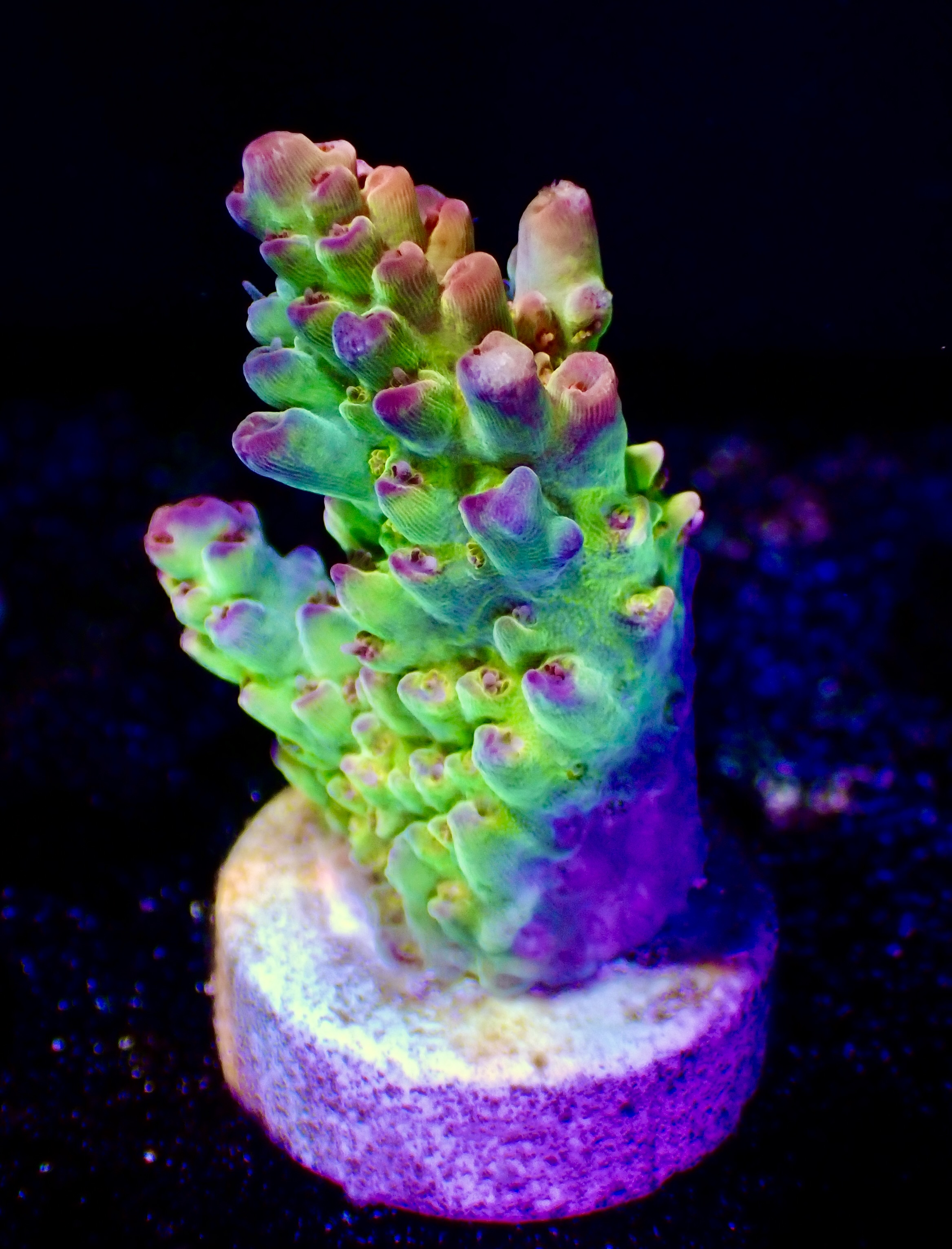 Acropora spp. OOL Tropical Twist