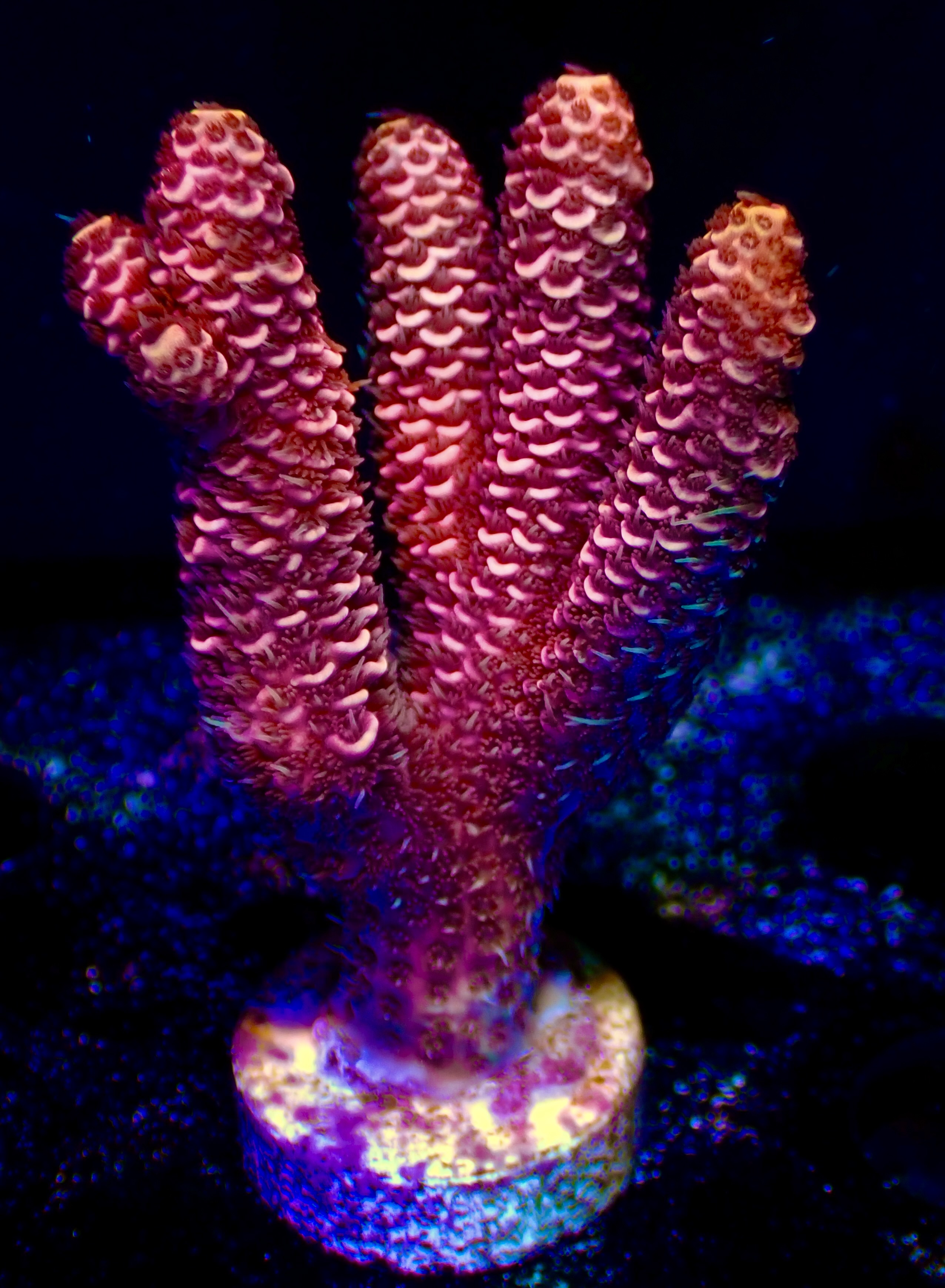 Acropora spp. OOL Red Fuzz