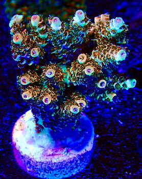 Acropora spp. OOL Prismatic Crown