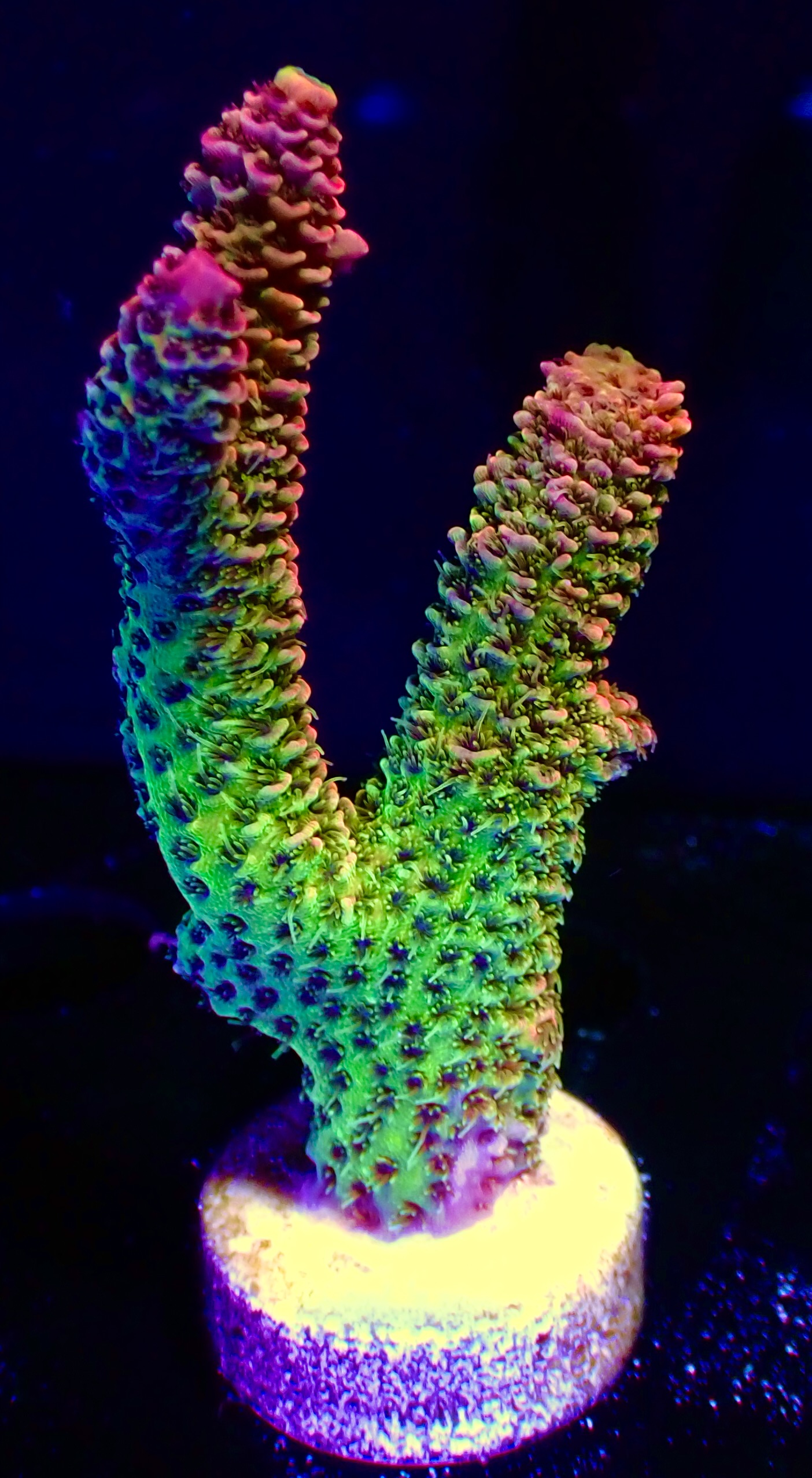 Acropora Millepora OOL Ruby Jungle - Salt i Väst
