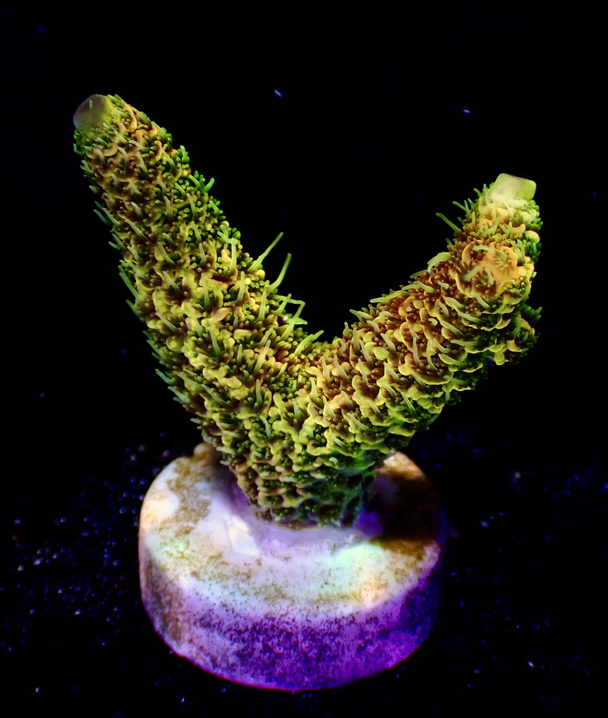 Acropora Millepora OOL Flame Heart