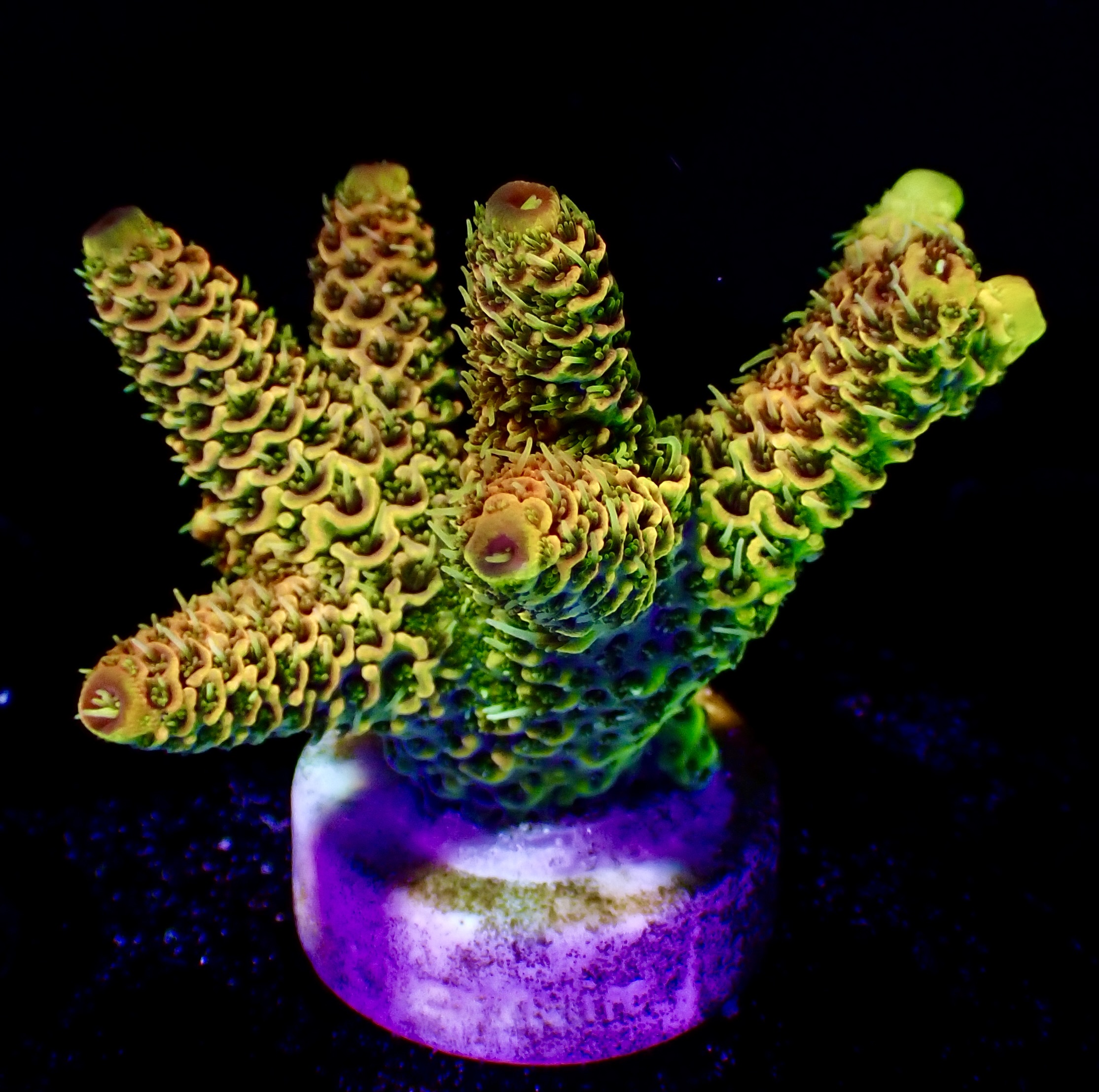 Acropora Millepora OOL Flame Heart