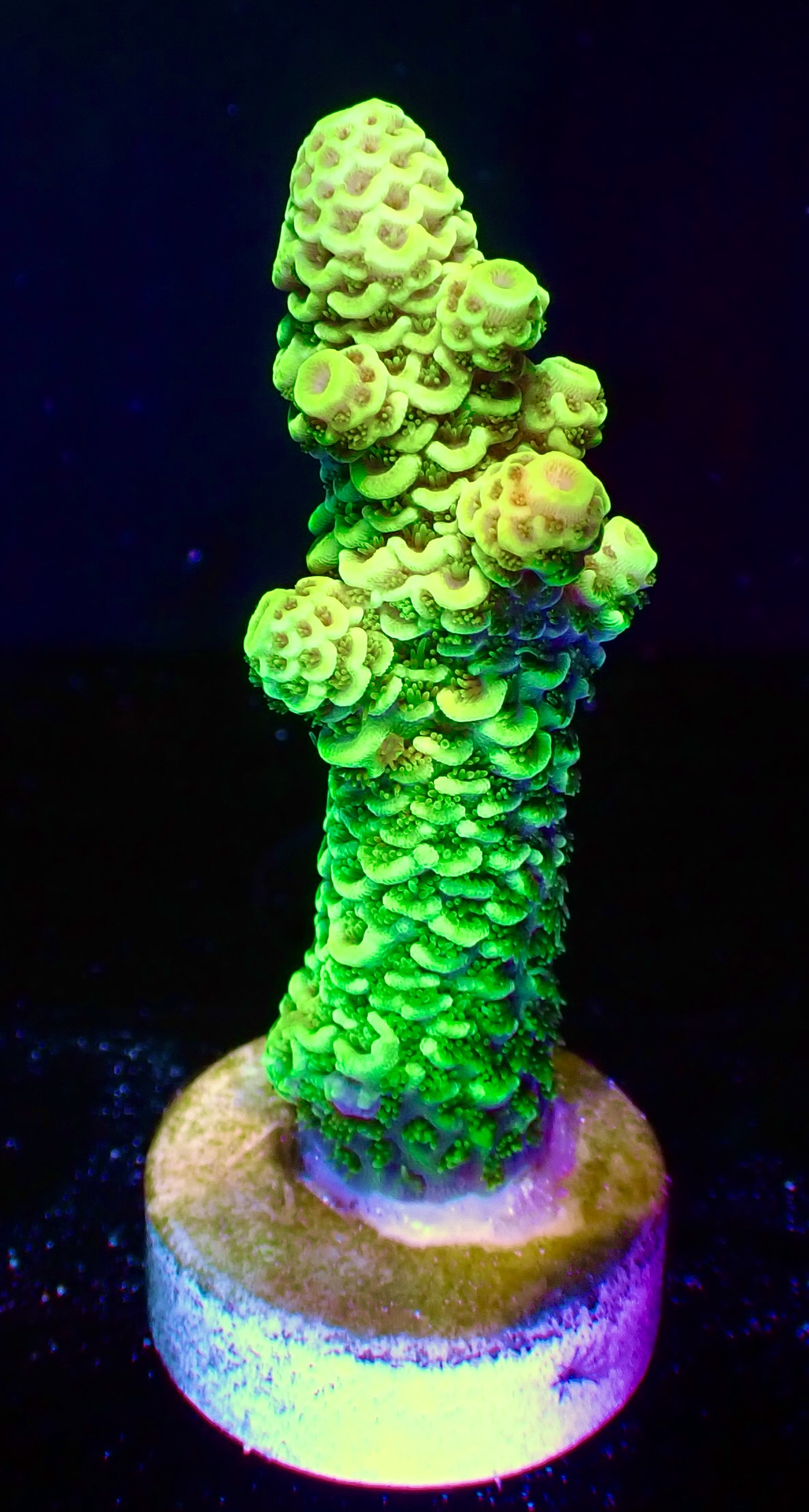 Acropora Millepora OOL Golden Emerald