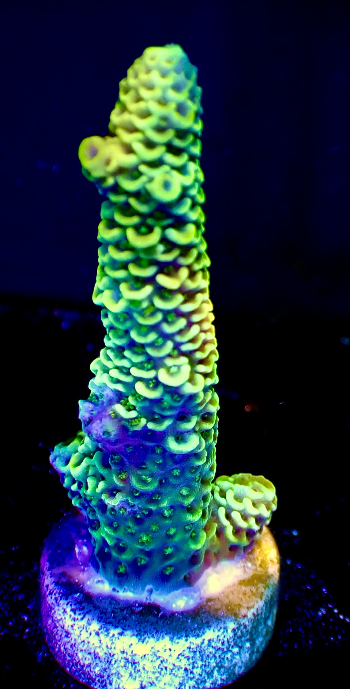 Acropora Millepora OOL Golden Emerald