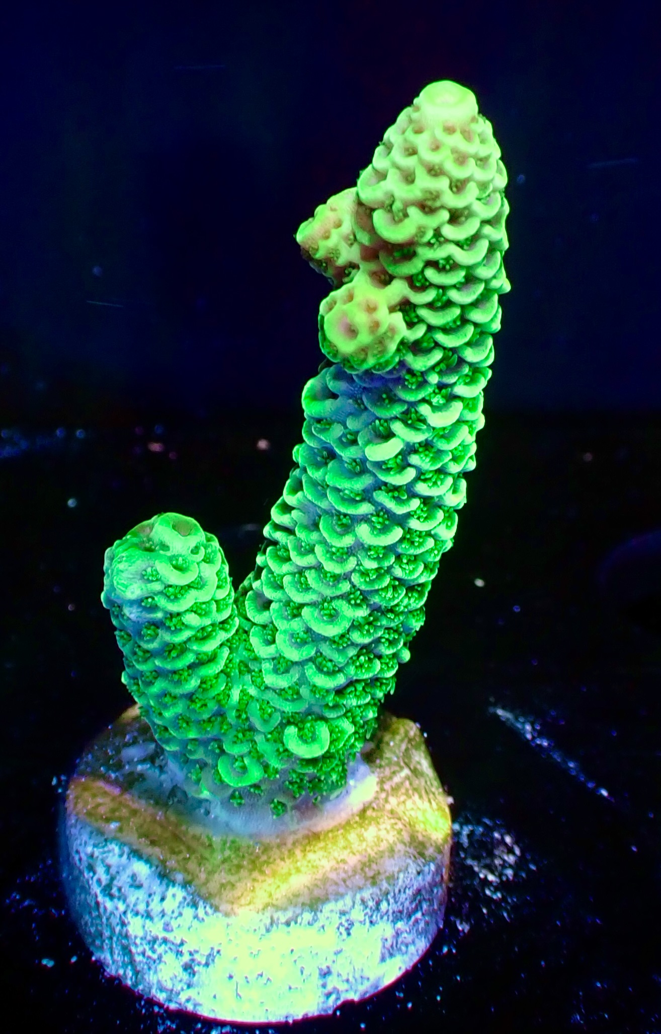 Acropora Millepora OOL Golden Emerald