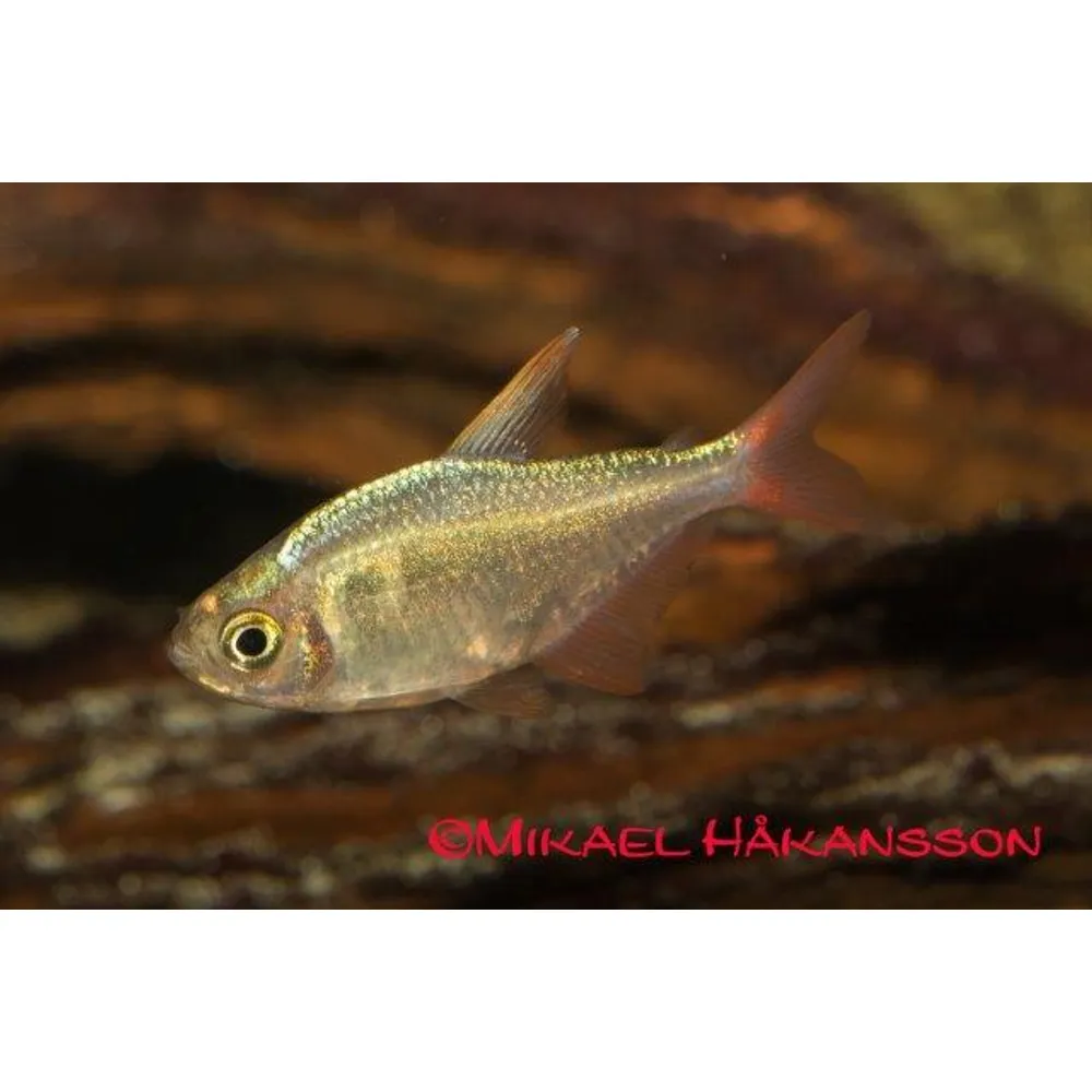 Colombiatetra (Hyphessobrycon columbianus)