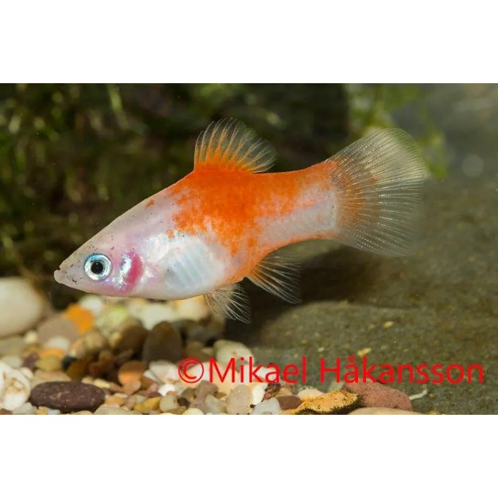 Platy Red top silver (Xiphophorus maculatus)